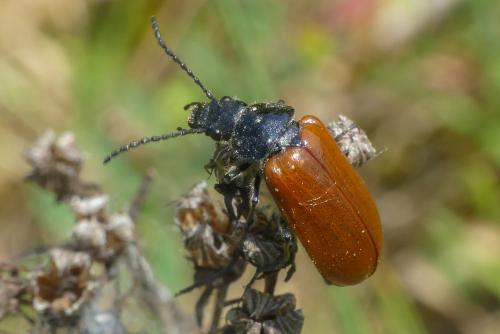 Réf. 301 819 : Omophlus sp.